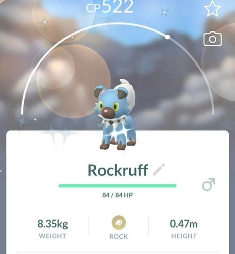 Shiny rockruff p t c - ✨,